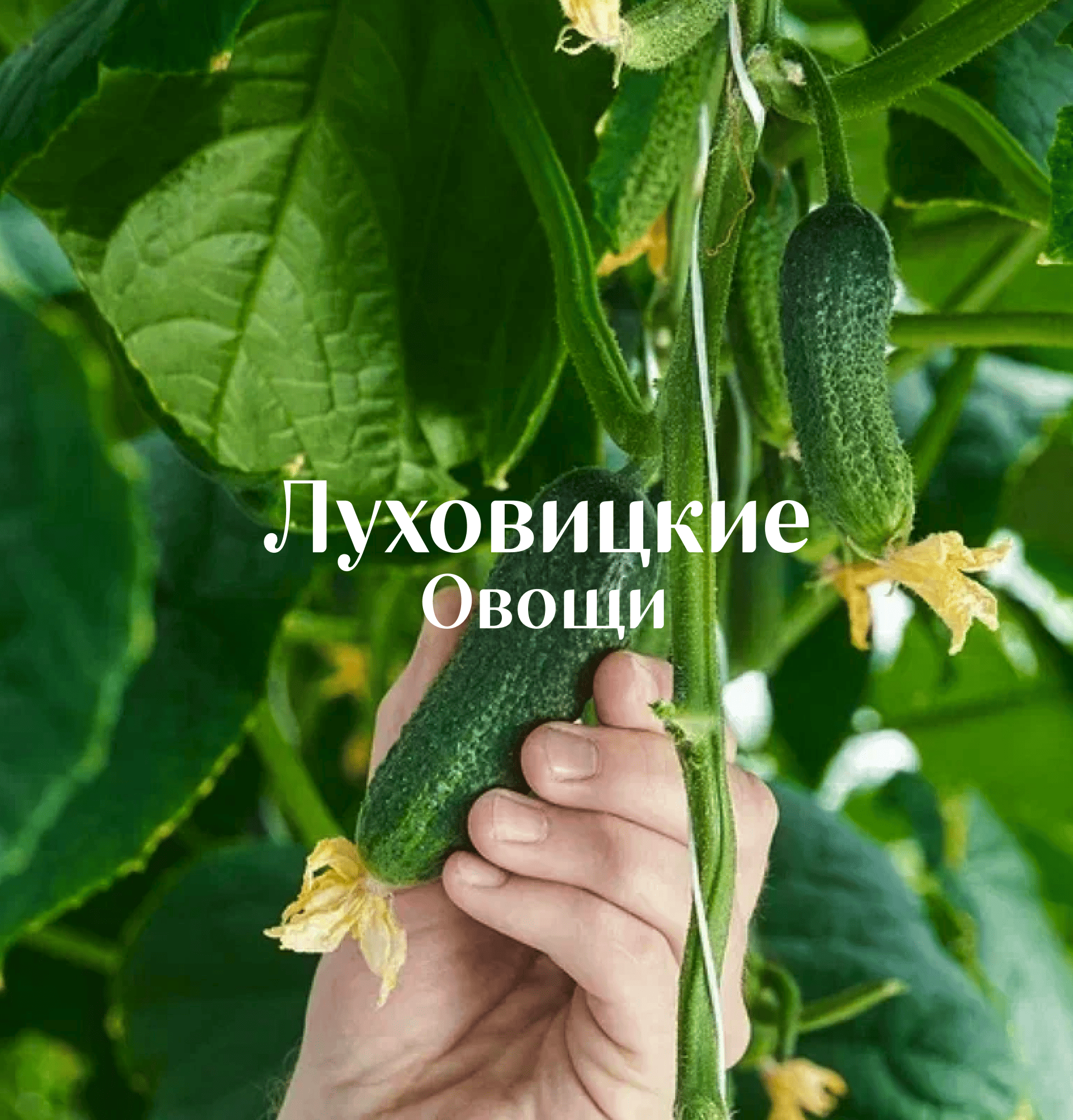 lukhovickie